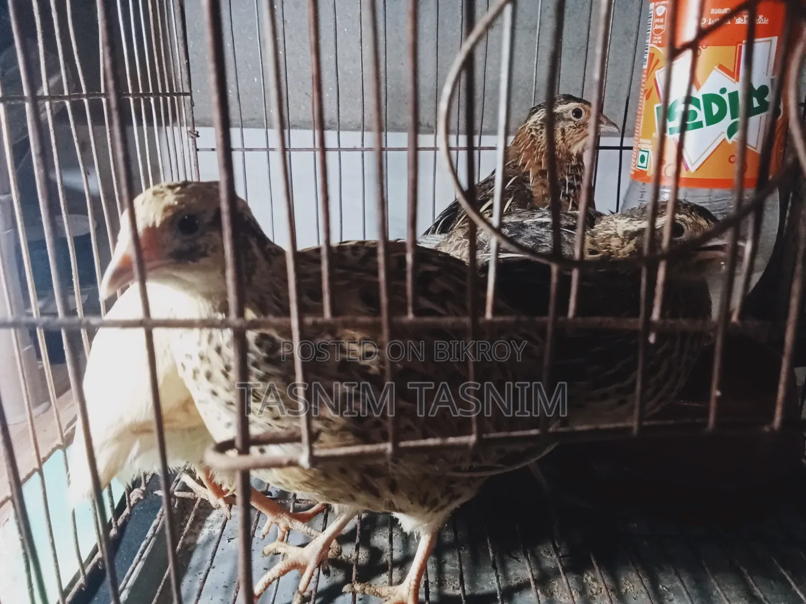 Quail Bird