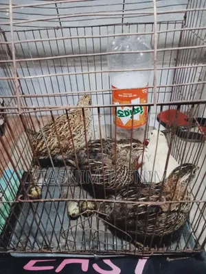 Quail Bird