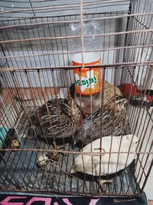 Quail Bird