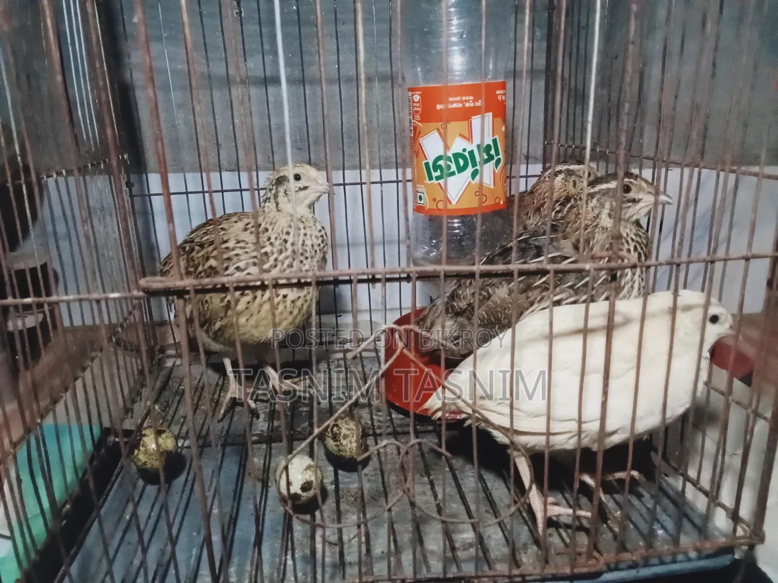 Quail Bird