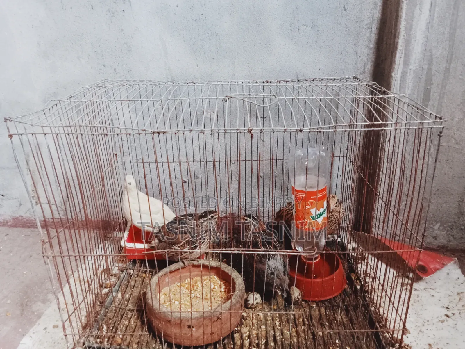 Quail Bird