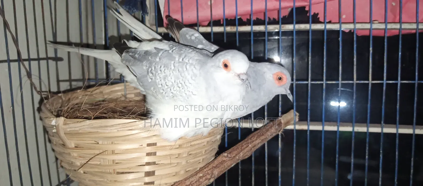 ডায়মন্ড ঘুঘু রানিং জোড়া