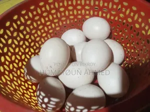 White Muscovy duck eggs for sale