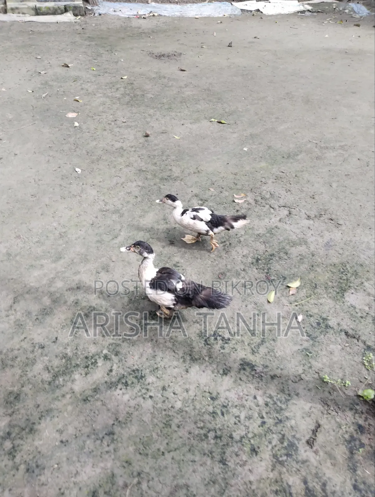 3 months old Muscovy ducks for sale