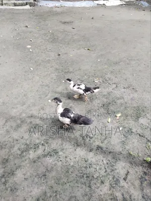 3 months old Muscovy ducks for sale
