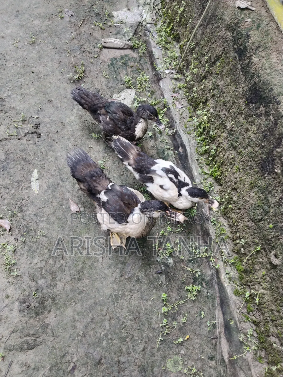 3 months old Muscovy ducks for sale