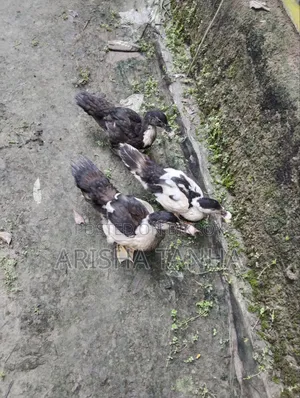 3 months old Muscovy ducks for sale
