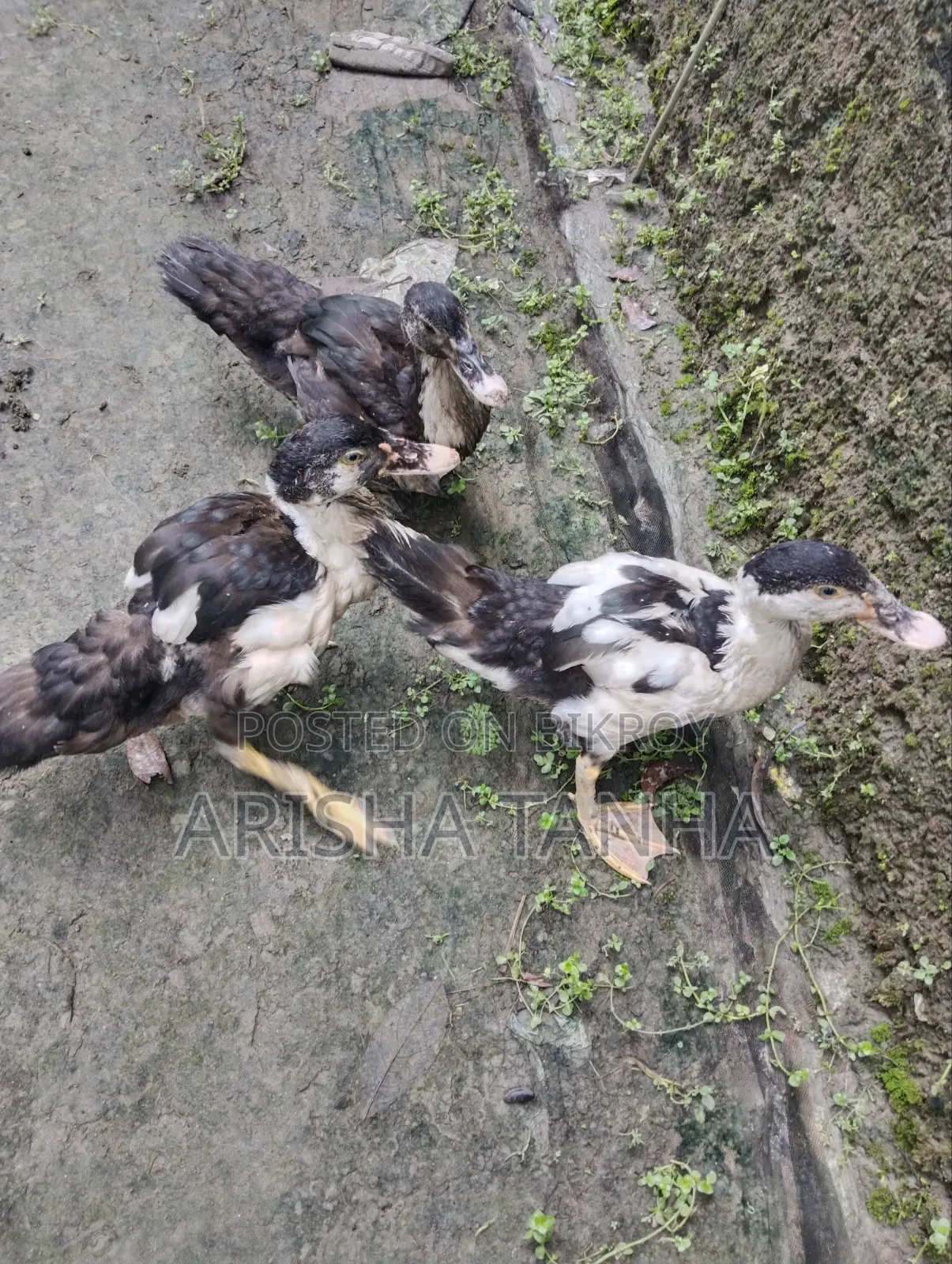 3 months old Muscovy ducks for sale