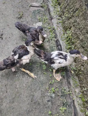 3 months old Muscovy ducks for sale