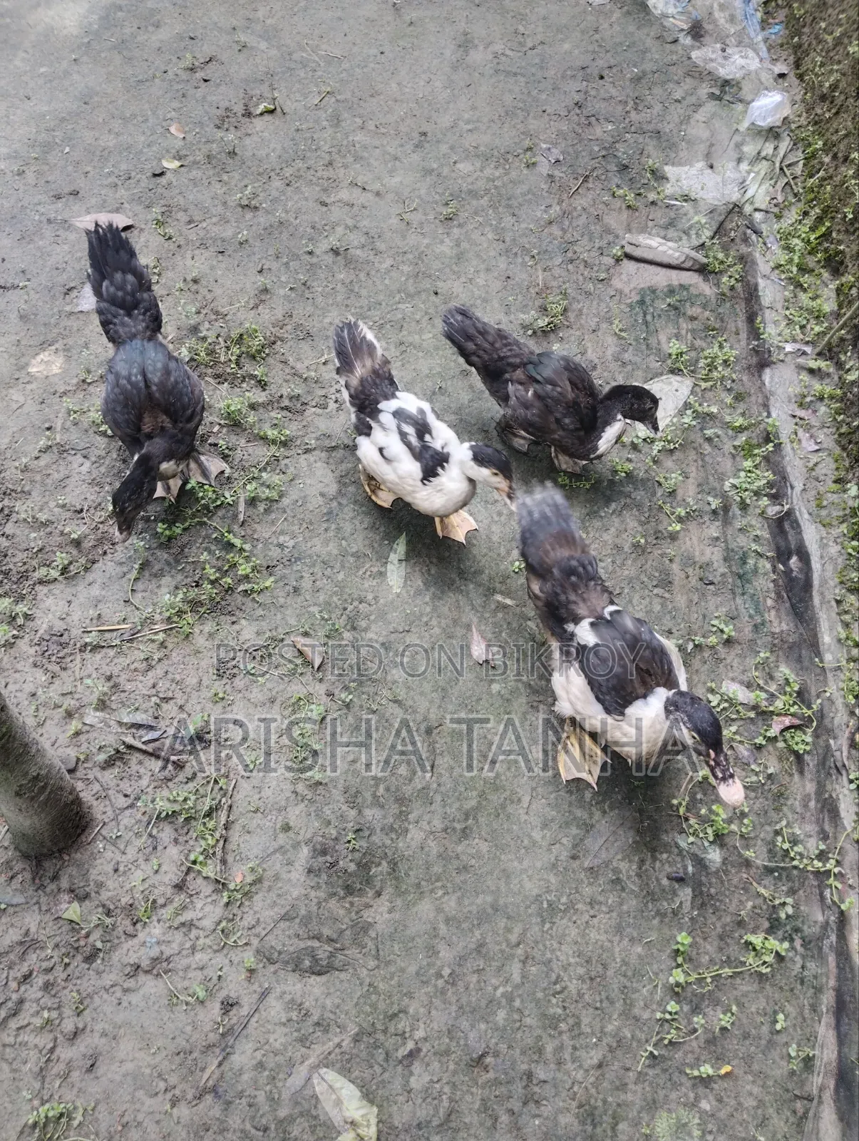 3 months old Muscovy ducks for sale