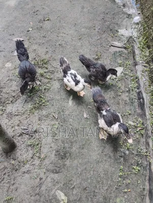 3 months old Muscovy ducks for sale