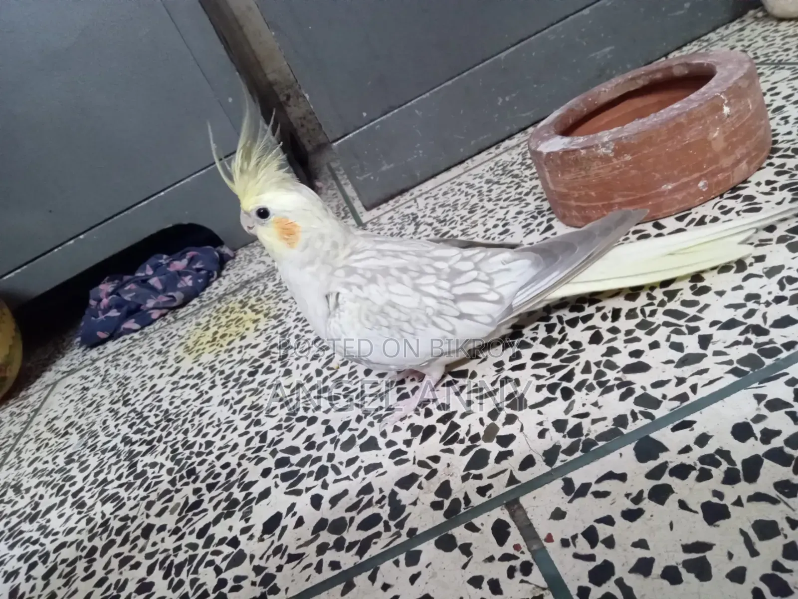 ককটেল বার্ডস