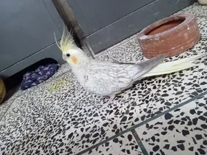 ককটেল বার্ডস