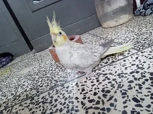 ককটেল বার্ডস