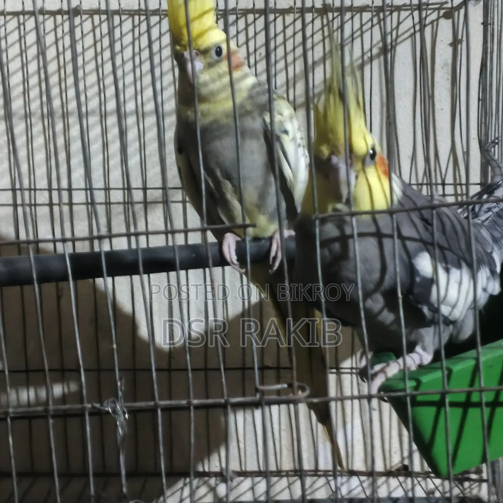 রানিং ককাটেল পাখি,