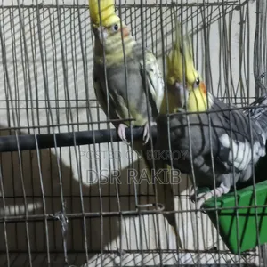 রানিং ককাটেল পাখি,
