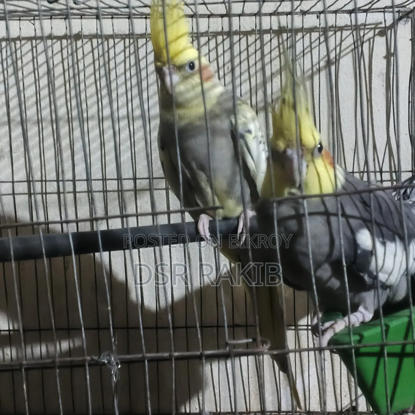 রানিং ককাটেল পাখি,