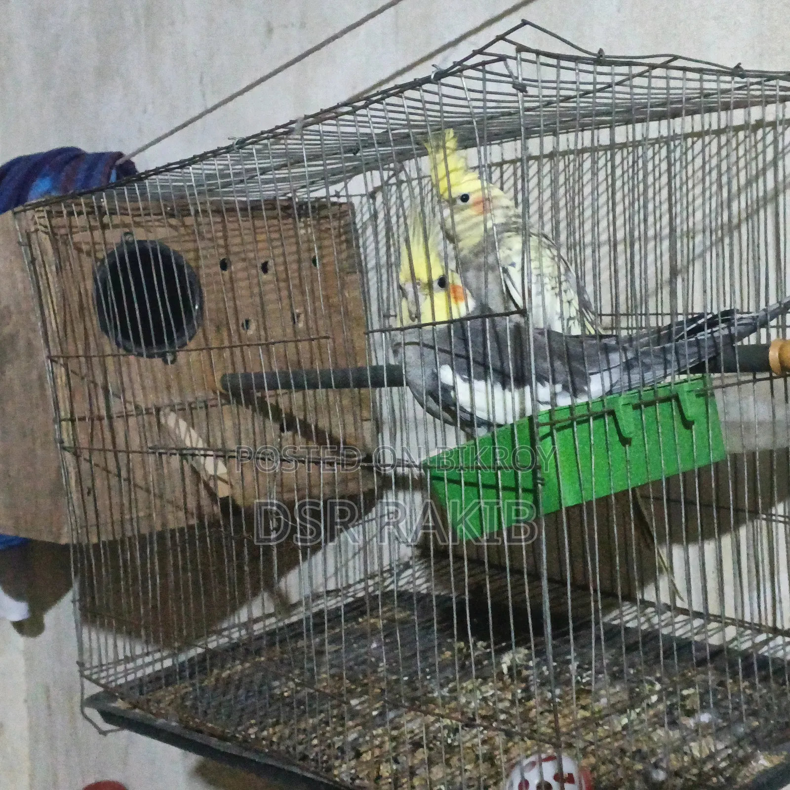 রানিং ককাটেল পাখি,