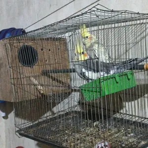 রানিং ককাটেল পাখি,