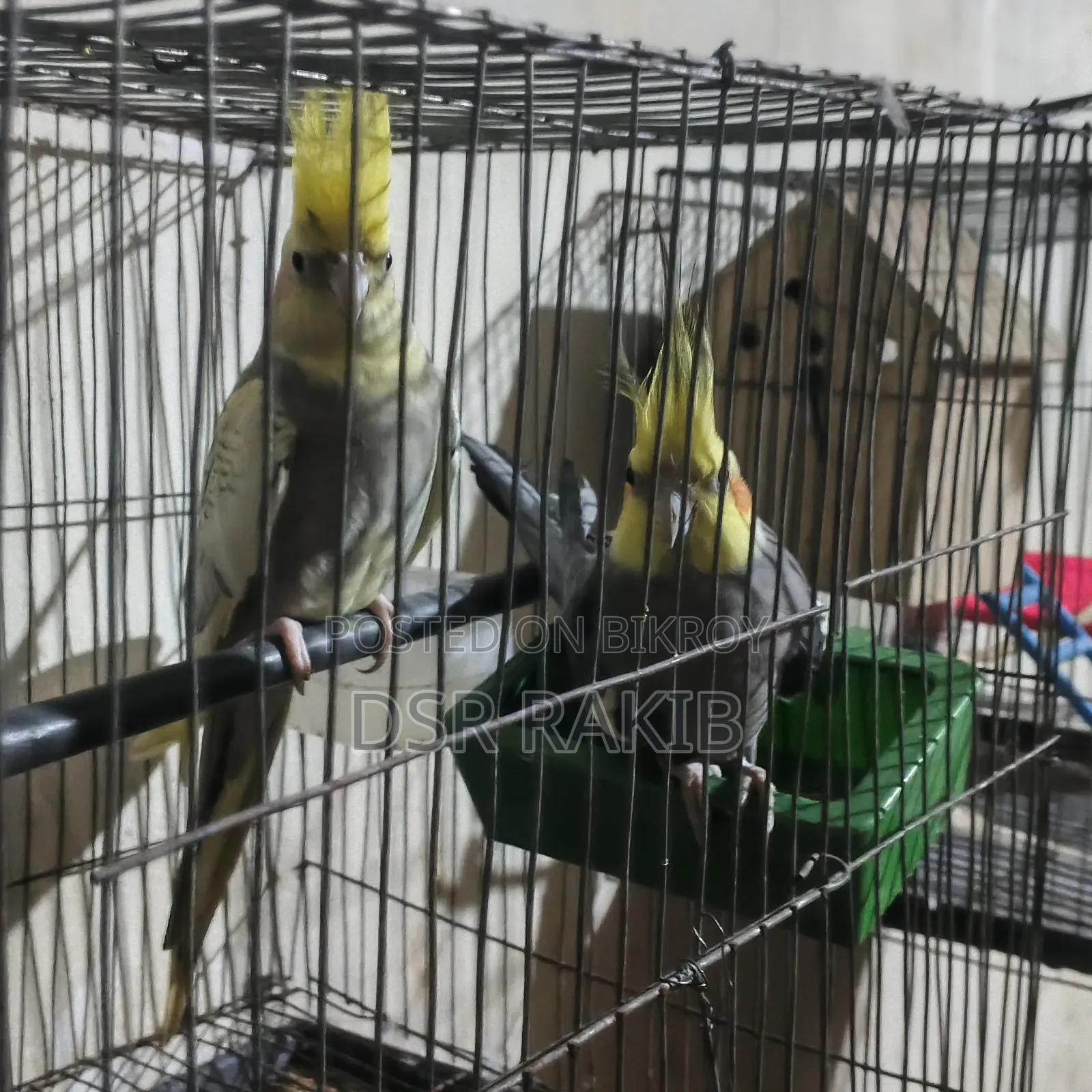 রানিং ককাটেল পাখি,