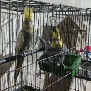 রানিং ককাটেল পাখি,