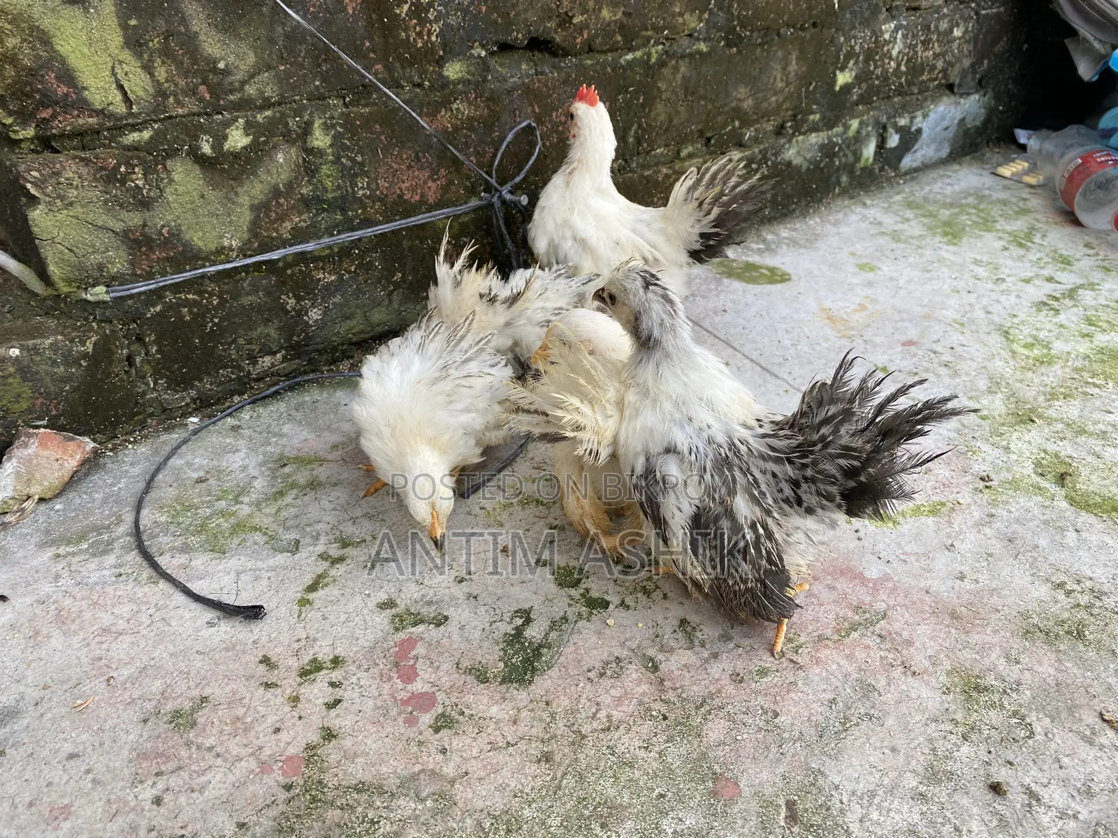 Japanese Bantam Black Tail Chicks