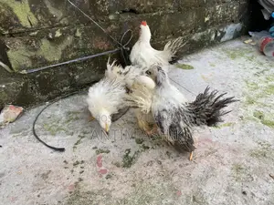 Japanese Bantam Black Tail Chicks