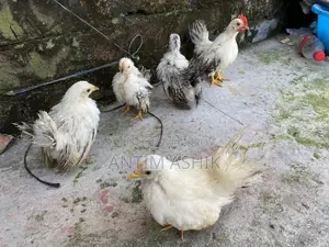 Japanese Bantam Black Tail Chicks
