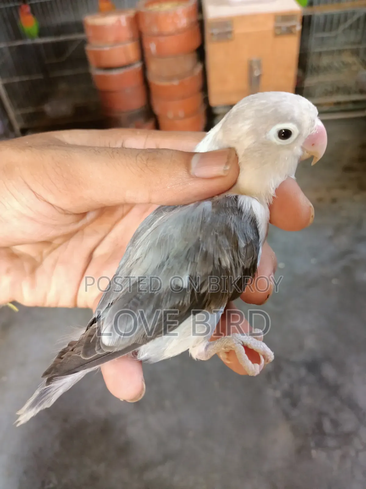 লাভবার্ডস পাখি