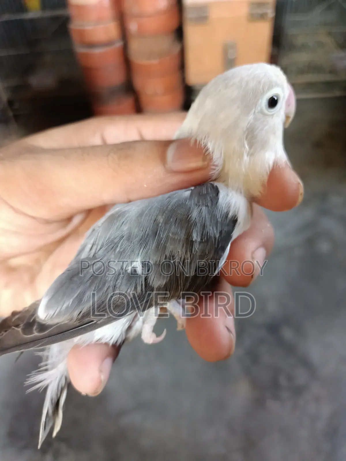 লাভবার্ডস পাখি