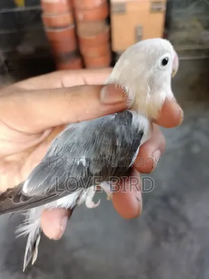 লাভবার্ডস পাখি