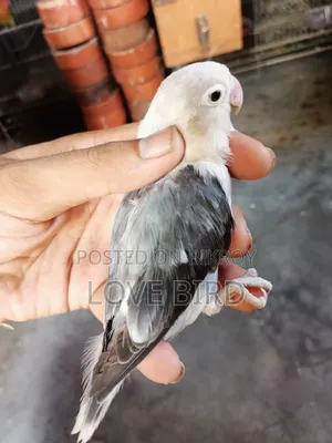 লাভবার্ডস পাখি