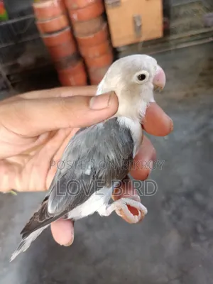 লাভবার্ডস পাখি
