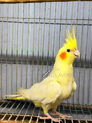 লোটিনো ককাটেইল (মেইল)