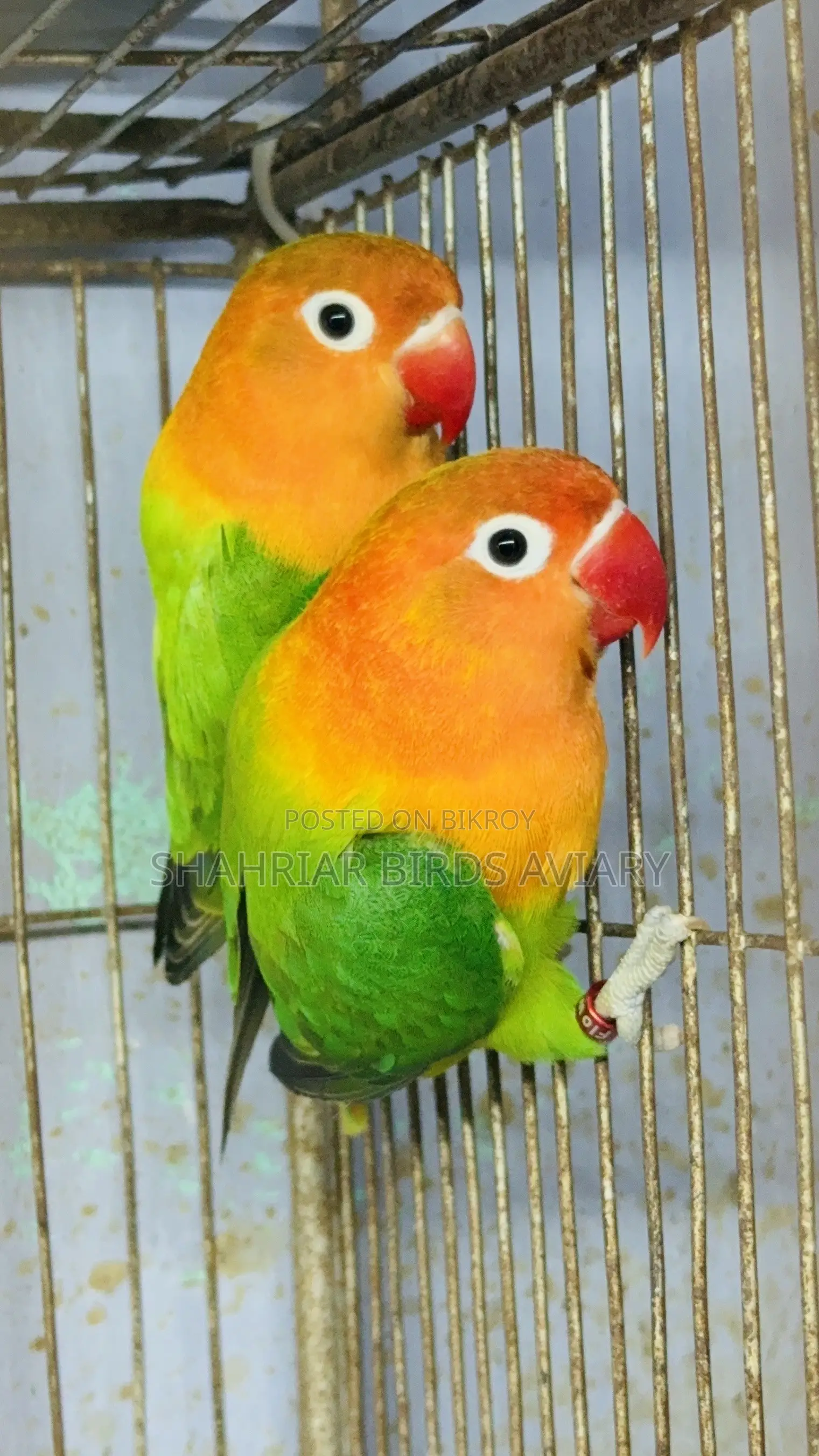 গ্রিন ফিসার অপলাইন লাভবার্ড