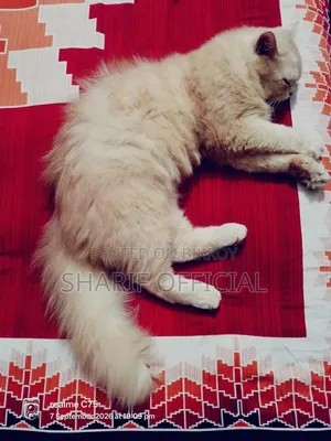 1+ year Male Purebred Persian