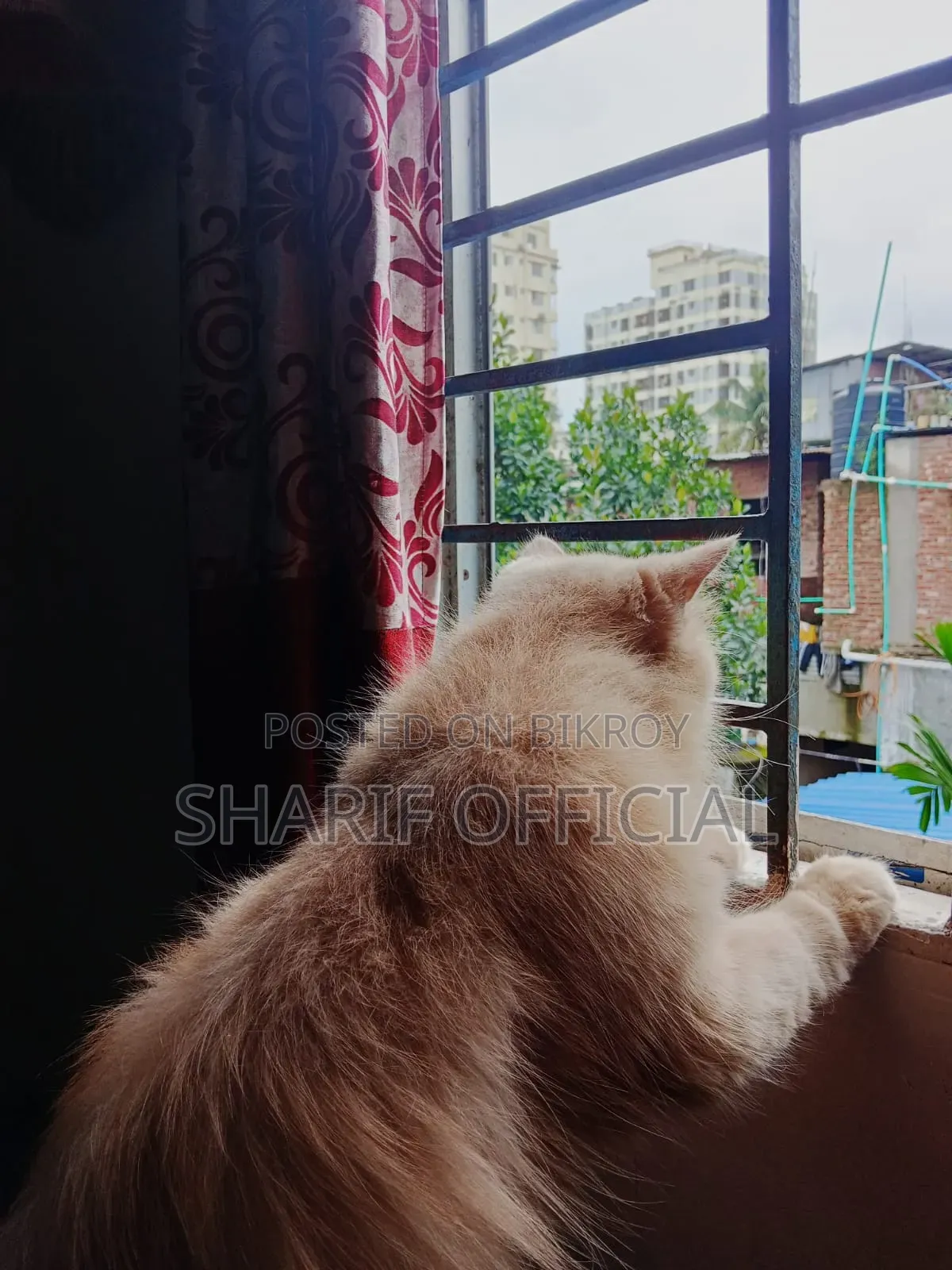 1+ year Male Purebred Persian