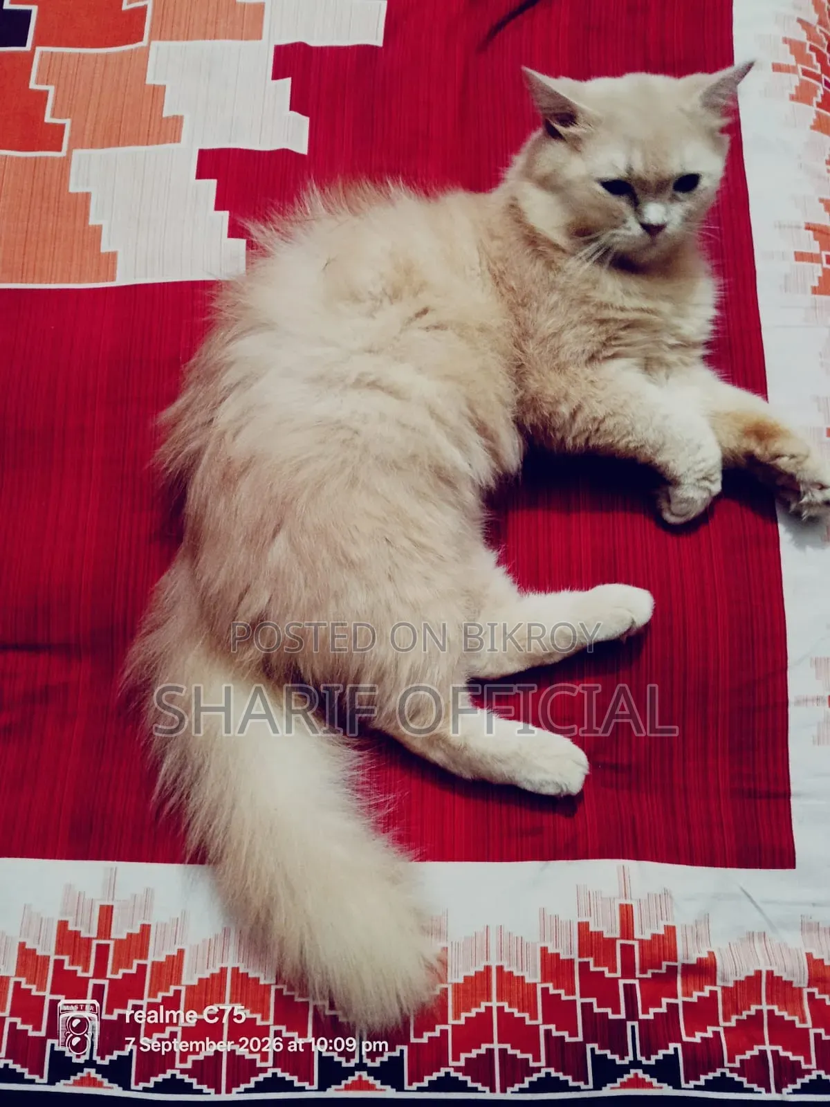 1+ year Male Purebred Persian