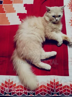 1+ year Male Purebred Persian