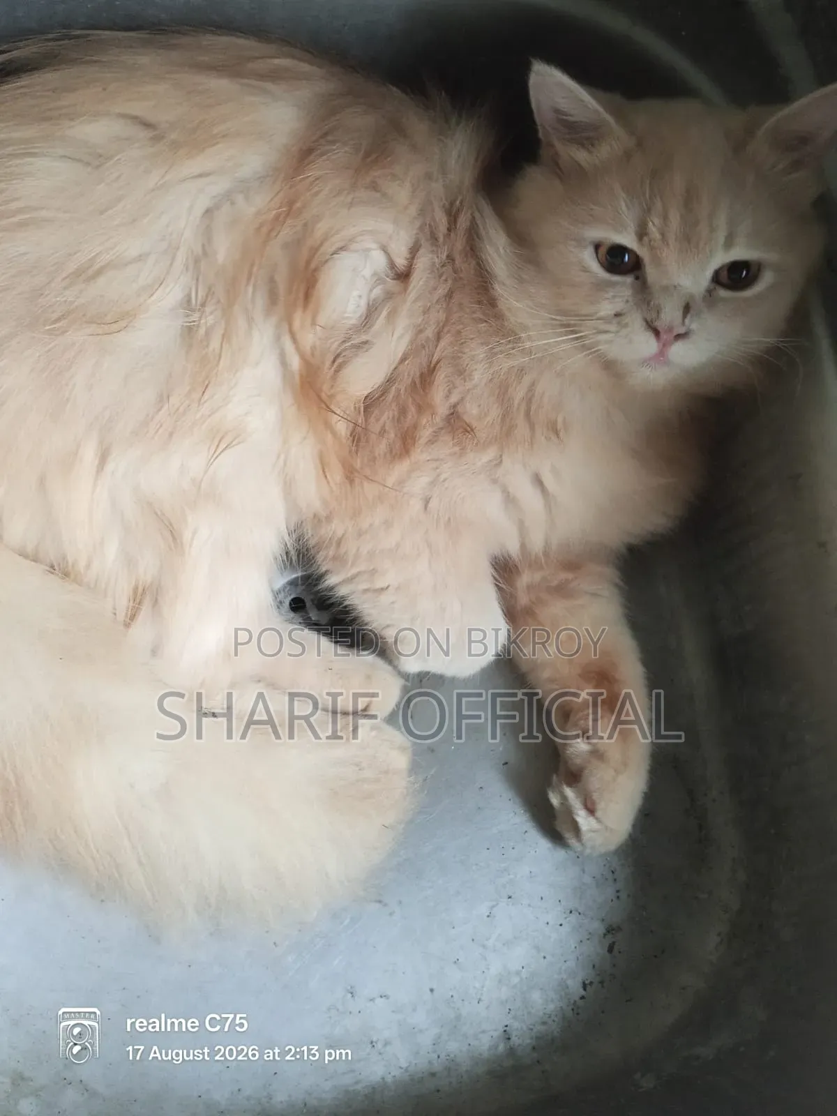 1+ year Male Purebred Persian