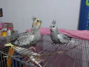কোকাটেল বেবি টেম সাইজ কোকাটেল