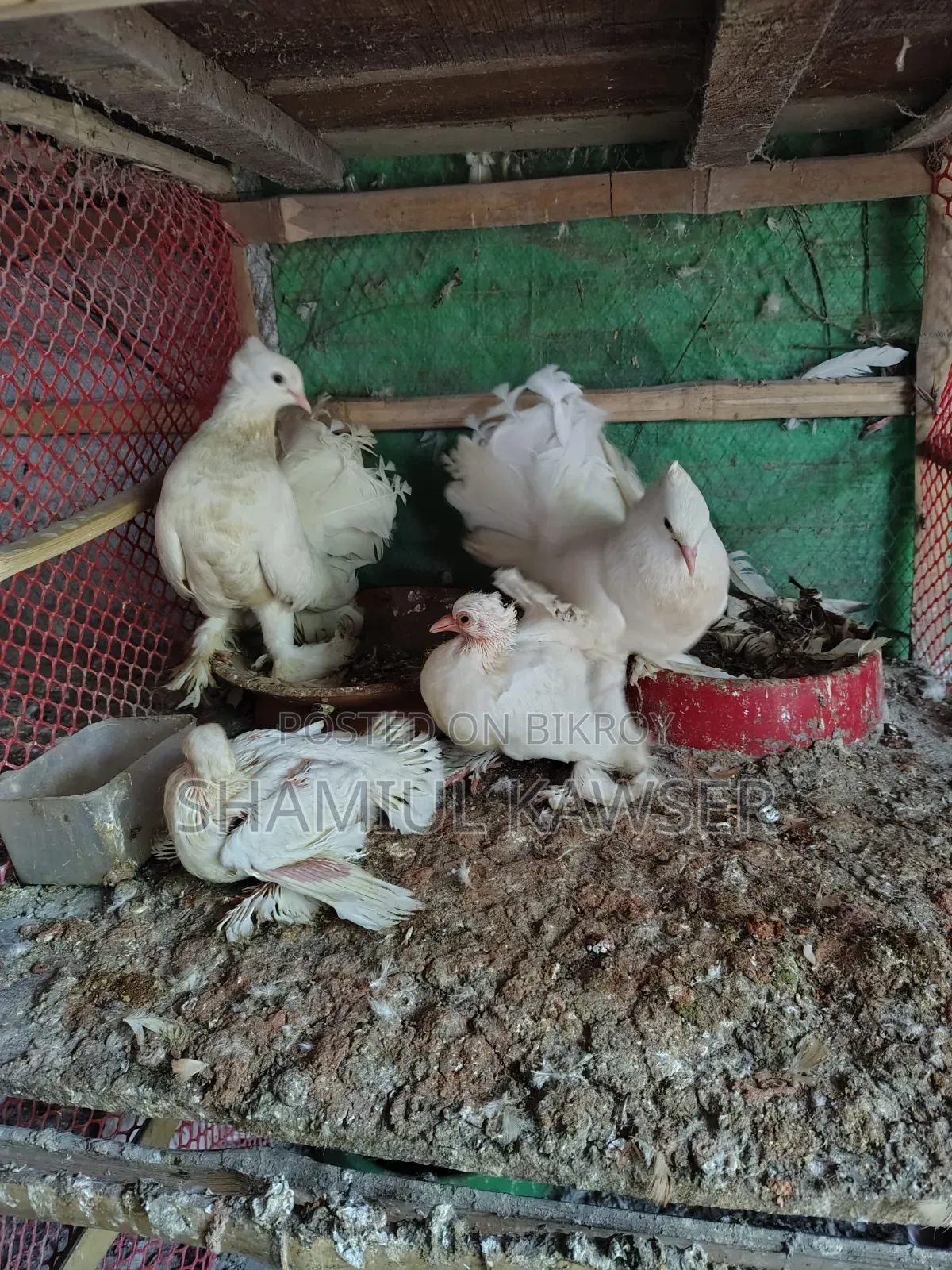 Active Lakha/Mayuri Pigeons