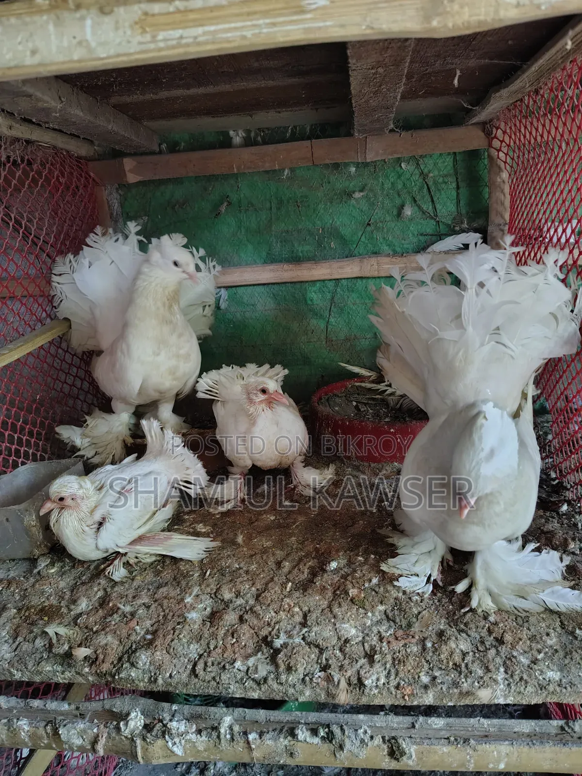 Active Lakha/Mayuri Pigeons