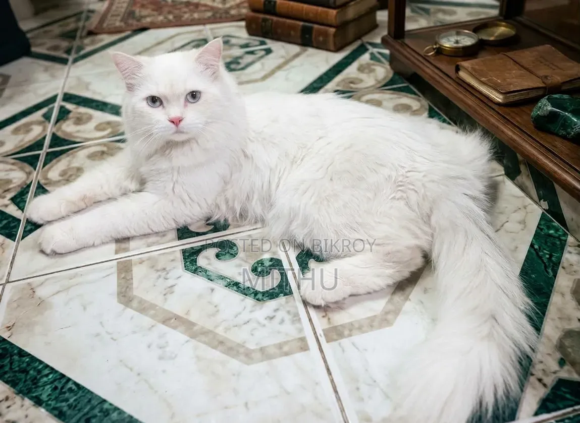 6-12 months Male Purebred Persian