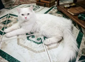 6-12 months Male Purebred Persian