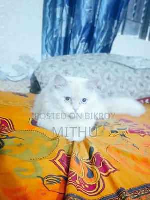 6-12 months Male Purebred Persian