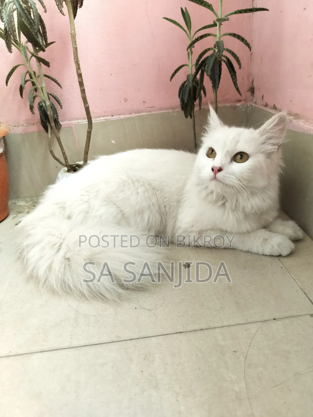 1+ year Female Purebred Persian