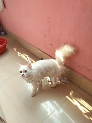 1+ year Female Purebred Persian