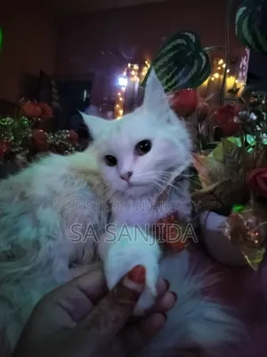 1+ year Female Purebred Persian