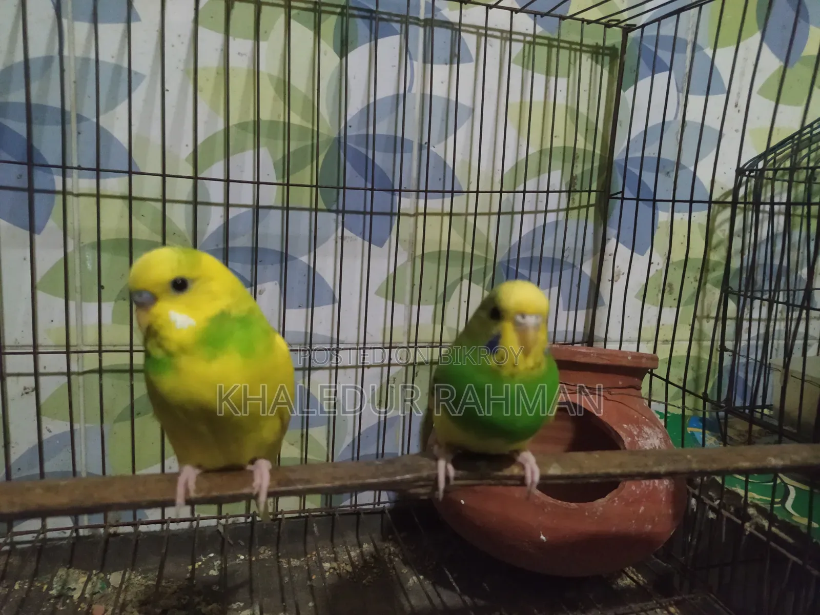 রানিং বাজিরগর